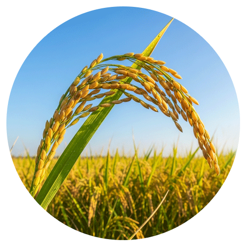 Agriculture and Farming